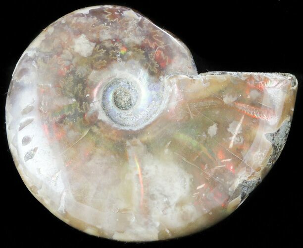 Flashy Red Iridescent Ammonite - Wide #45796